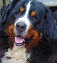 Cézar v.d. Clemensberghoeve, Bernese Mountaindog